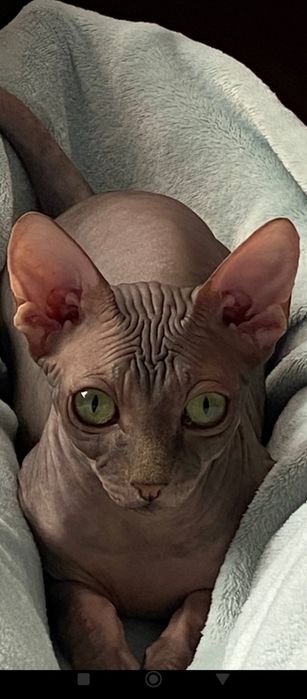 котята Канадский сфинкс