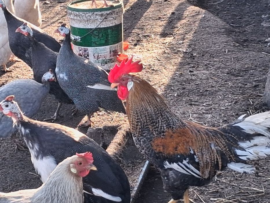 Koguty włoszki i perliczki