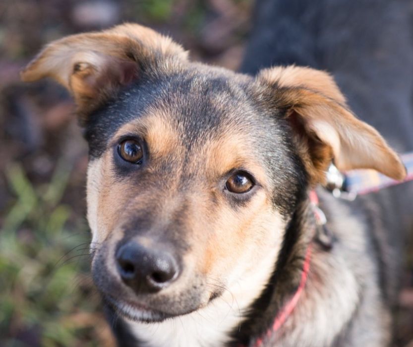 АЛЬФ- Цуценя хлопчик в пошуках родини