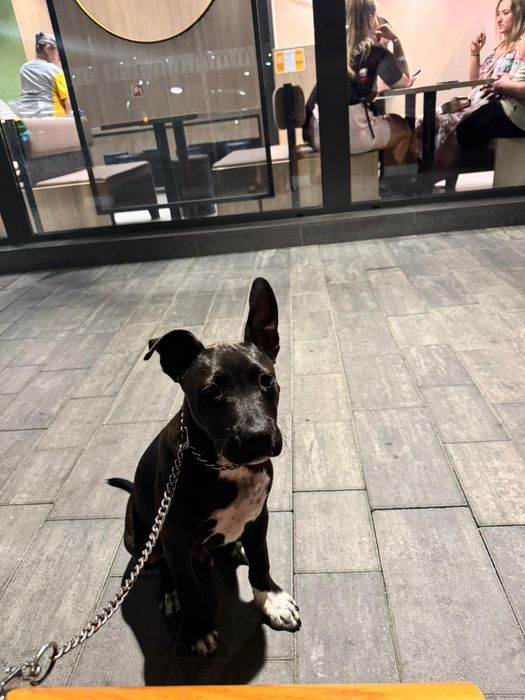 Pitbull 4 monht amsatfg