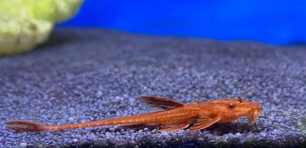 Loricaria red - Zbrojnik czerwony
