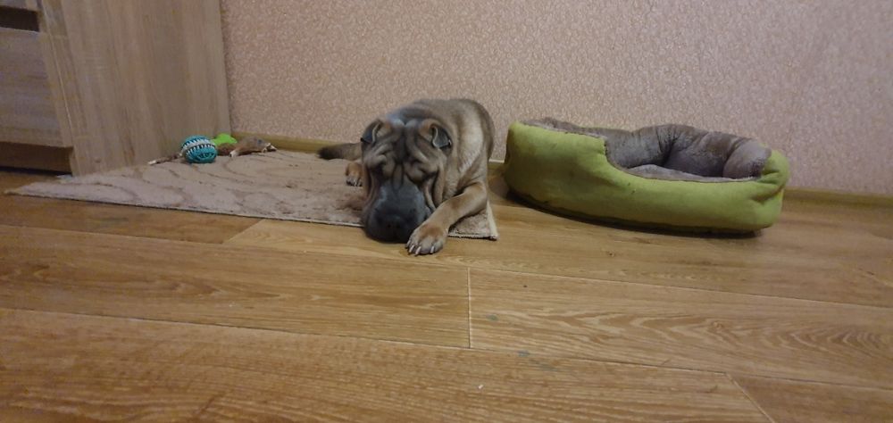 Вязка китайского шар-пея