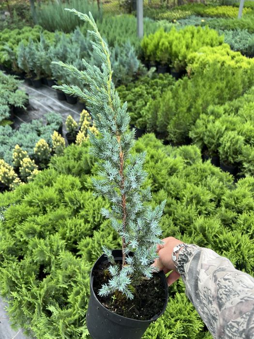 Ялинка,гортензія,туя смарагд,ялівець, кипарис, спірея, бересклет, тис