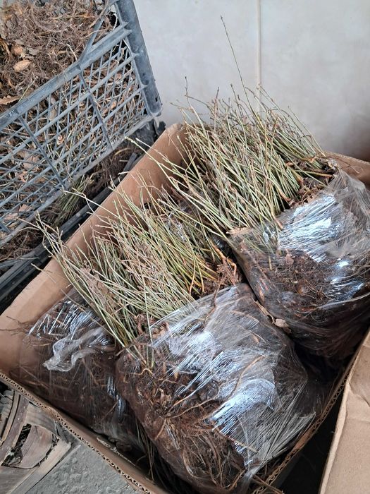 Саджанець (Сіянець) дуба звичайного