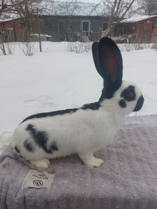 Самки та самці Н.С.В