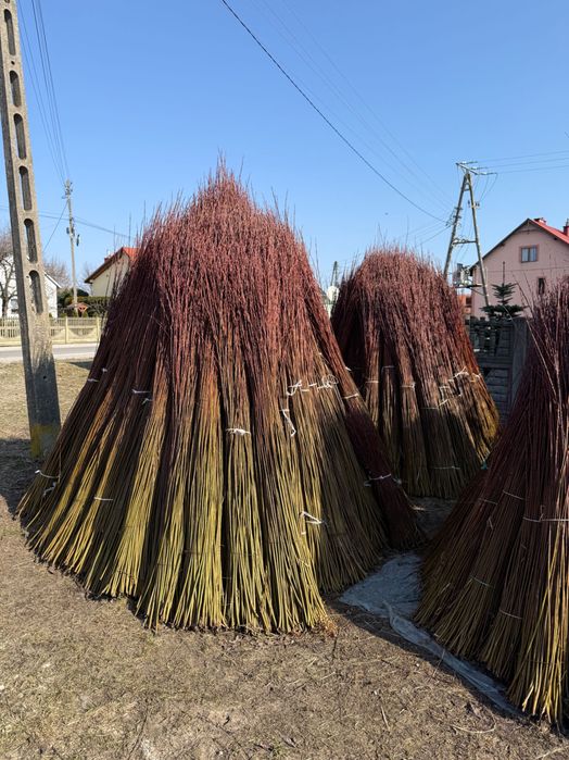 Surowa zielona wiklina