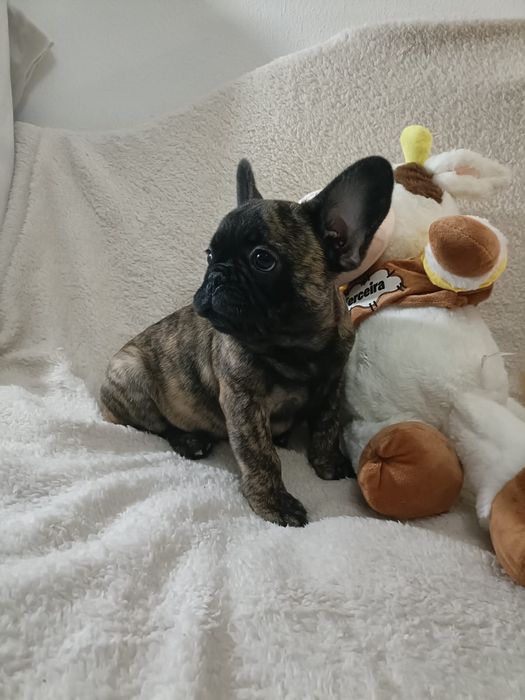 Bulldog Frances Brindle