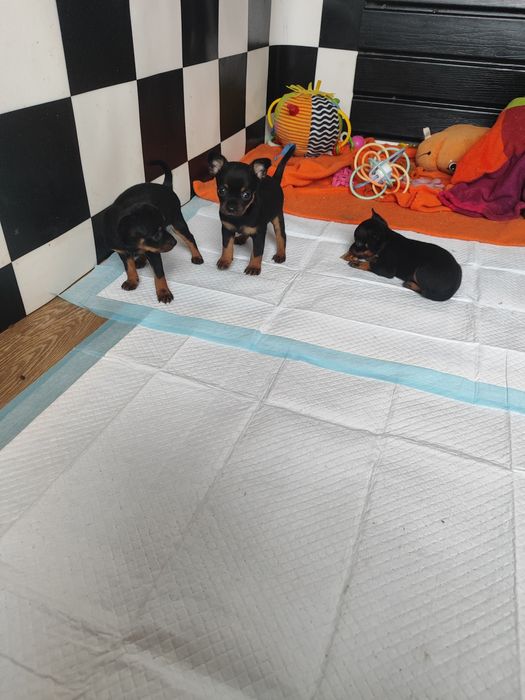 Pinczerek miniaturka