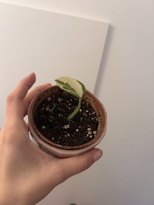 Epipremnum 2 odmiany REZERWACJA