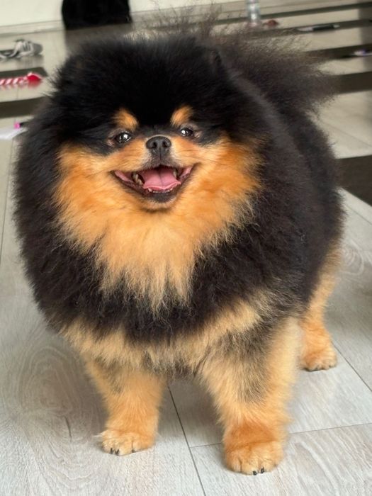 Suczka  FCI zkwp Pomeranian szpic