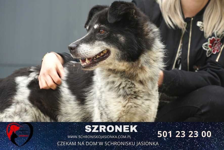 SZRONEK do adopcji – Schronisko Jasionka