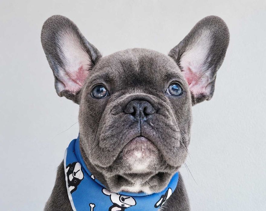 Buldogue francês macho