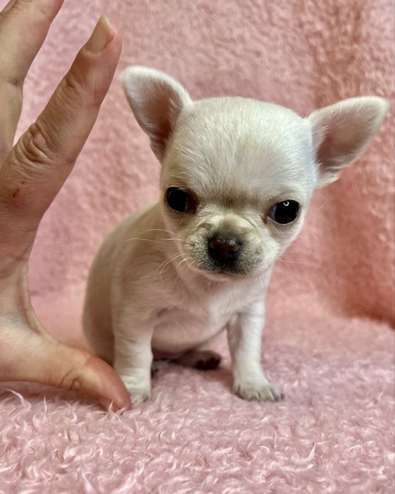 Chihuahua Femea Super Pequenina