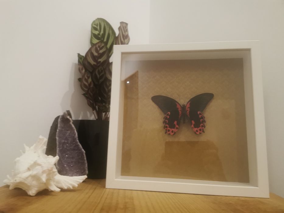 Borboleta real Scarlet Mormon64552965566850120