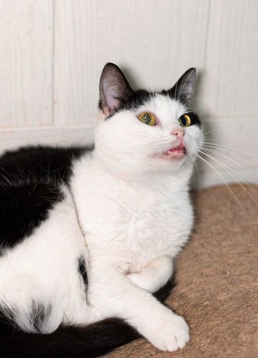 Космея 1,5р, шукає сім`ю, кот кошеня котенок кіт котики кішка коти