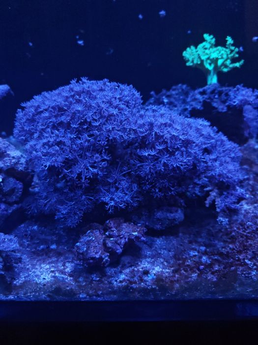 Frags bem grandes de xenyas