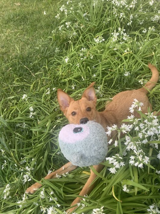 Adoção Responsavél - Paçoca