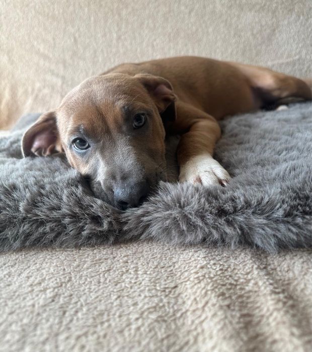 American Staffordshire Terrier (Amstaff) - suczka z metryka do odbioru