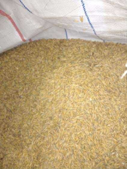 Sprzedam owies Poker