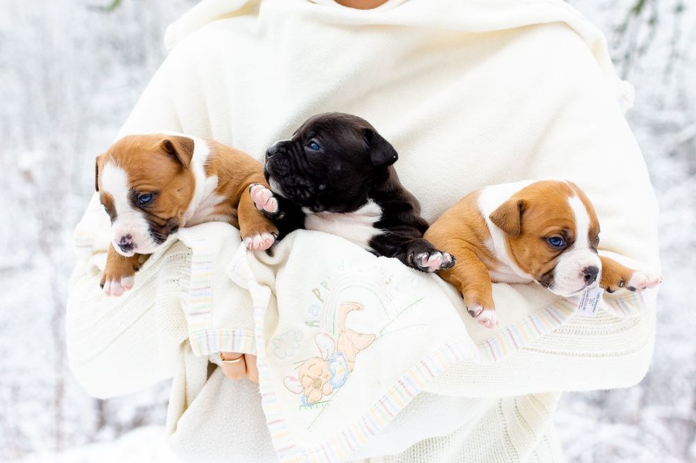 Здійснена мрія - цуценя ам.стафф породне здорове на щастя та удачу