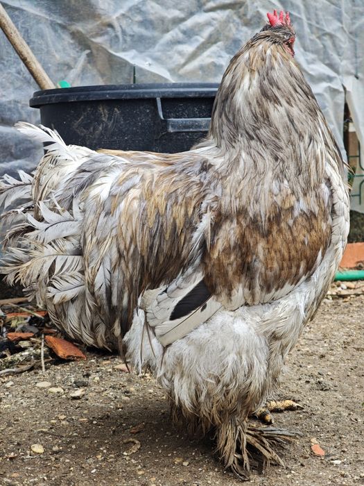Galo cochin gigante