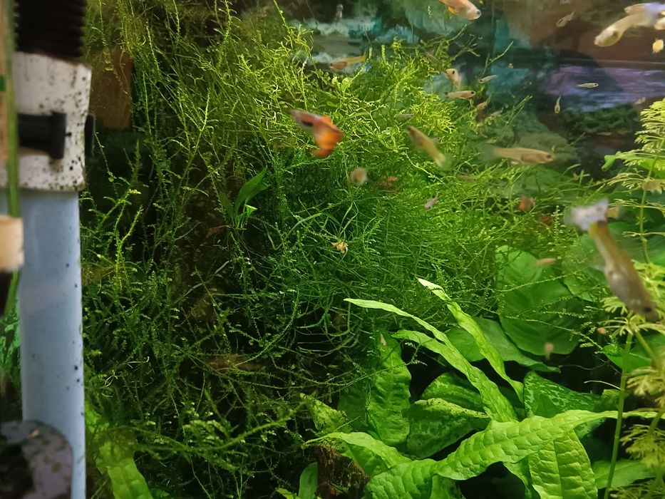 Musgo Java para aquário