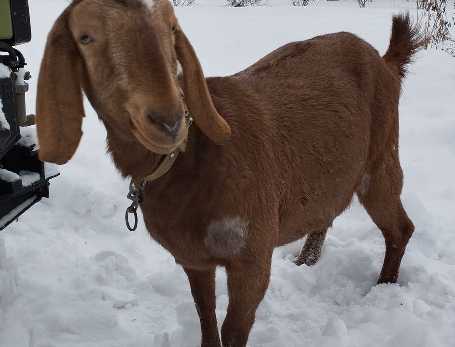 Продається коза, первістка, англо-нубійської породи
