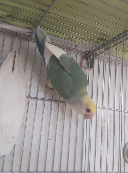 Agapornis Roseicollis Macho sexado e anilhado