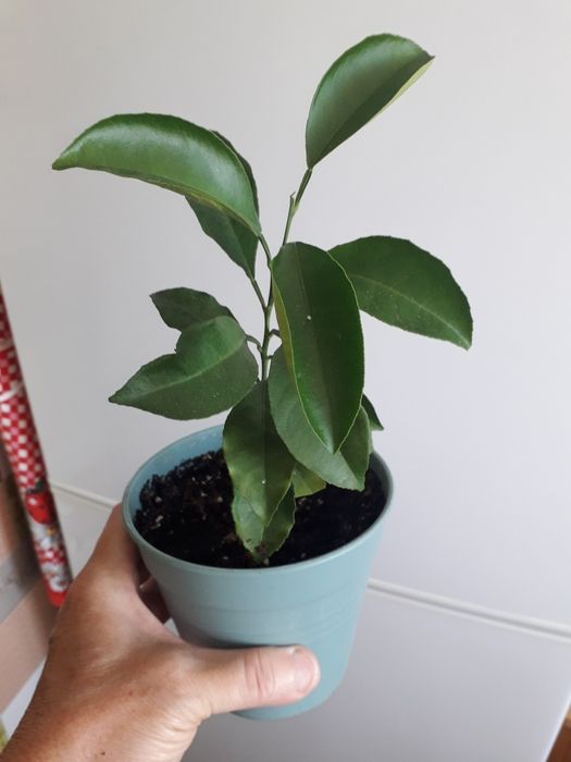 Цветы для дома и для офиса.