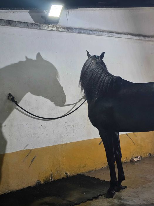 Cavalo Lusitano pronto para começar o desbaste