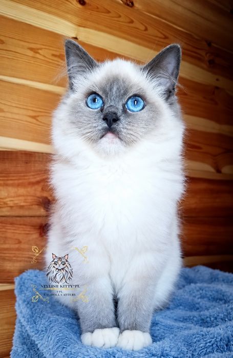 Ragdoll FPL kotka badania genetyczne