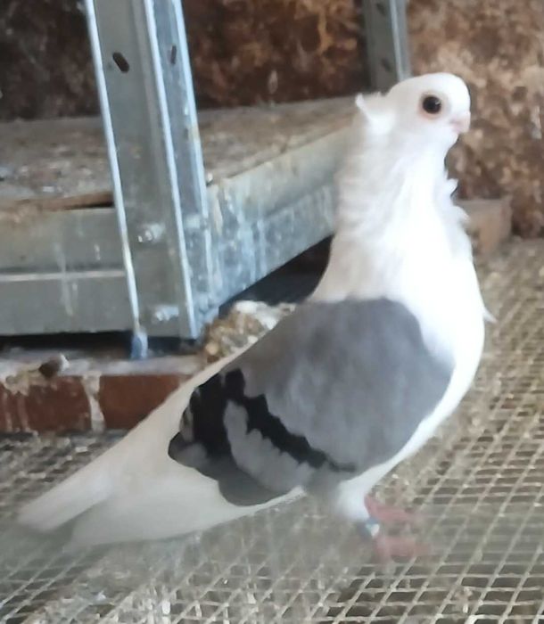 Mewki polskie samice