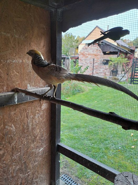 Sprzedam parke bażantów