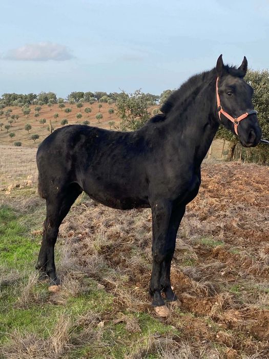 Poldro preto com 23 meses