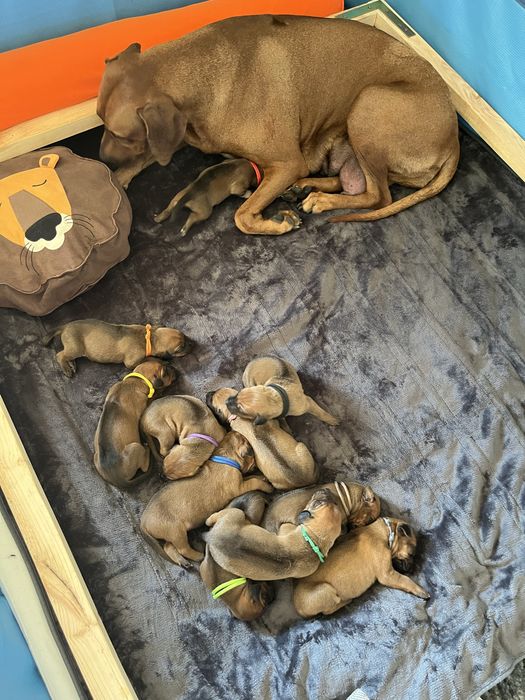 Rhodesian ridgeback -suczka standardowa
