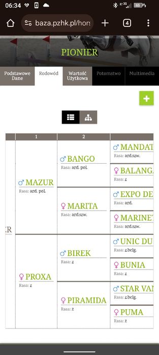 Stanówka  ogierem PKZ