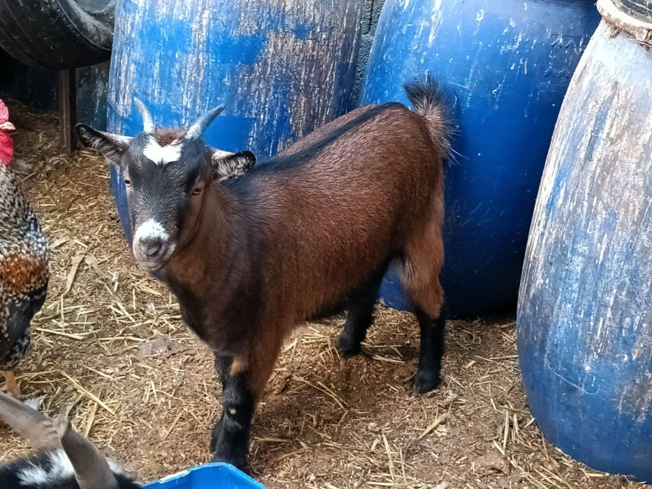 Vendo cabras/bodes anãos