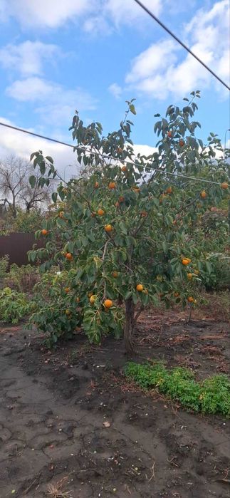 Дом по адресу ул. Бандеры Степана (площадь 130 м²) - Atlanta.ua - фото 5