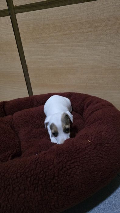 Jack russell fêmea