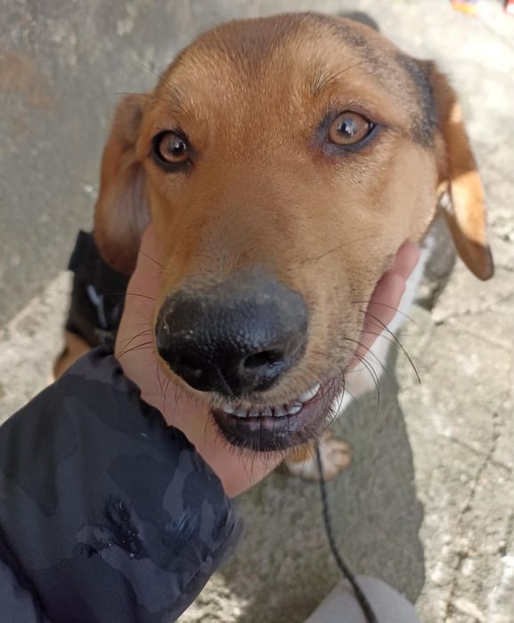 Cão raçado pastor alemão para Adoção