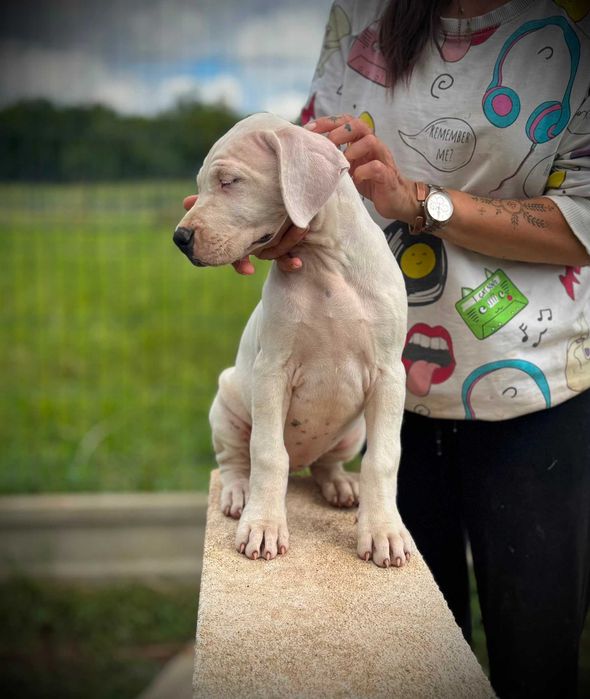 Dog Argentyński Suczka