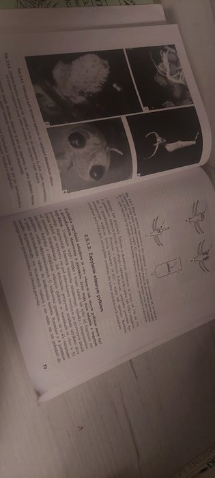 Biotechnologia roślin