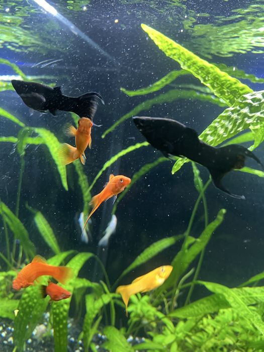 Molinezje żółte/czarne