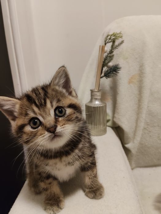 Gatinho Scottish Straight