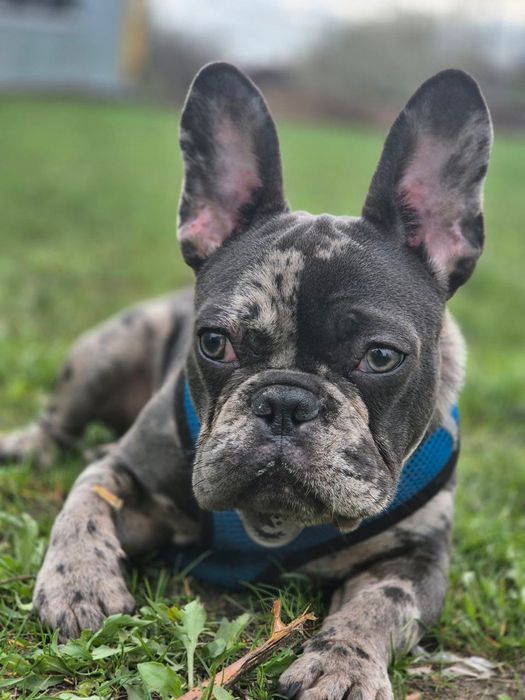 Вʼязка французького бульдога