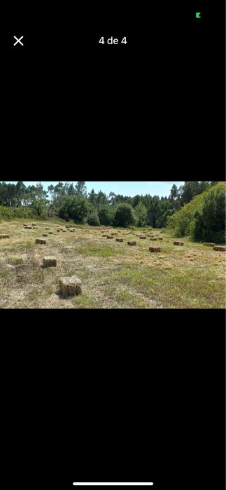 Feno/Palha  de Boa Qualidade