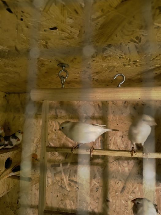 Kanarek biały samiec.