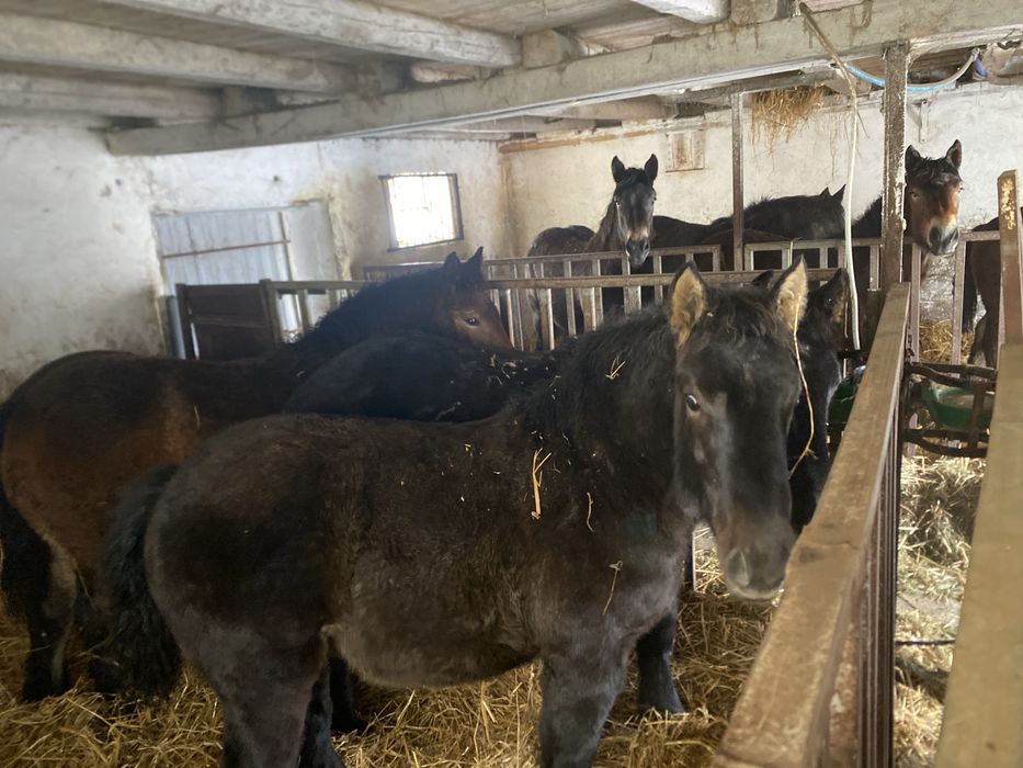 Konie, Klacz, Źrebaki