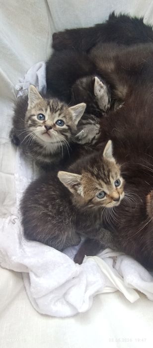 Британські кошенята Віскаси