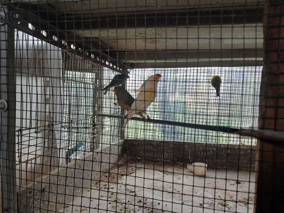 Para cedência Canários, Aratingas Sol e Roselas de Manto Dourado